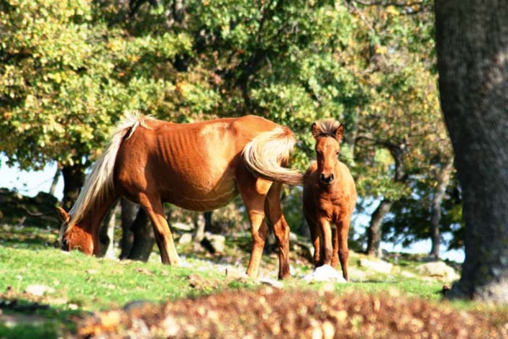 Τόπος γεμάτος ομορφιές και παραδόσεις ο νομός Ροδόπης